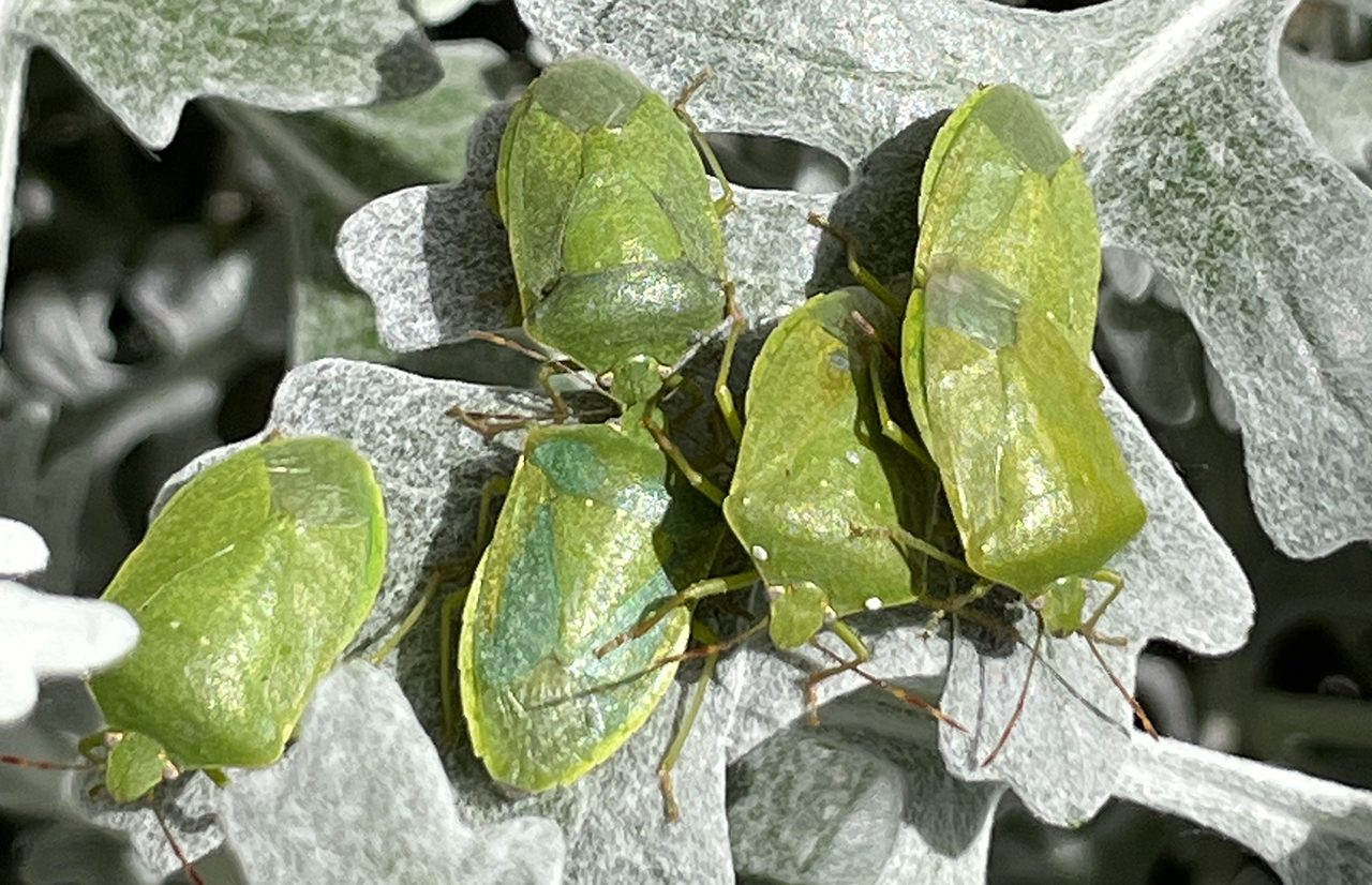 Le Cimici nelle Case in Autunno: Cause, Prevenzione e Soluzioni
