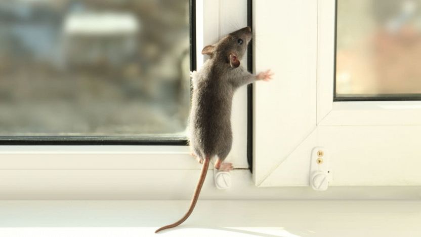 Topi e Ratti: L’Infestazione invernale nelle nostre case