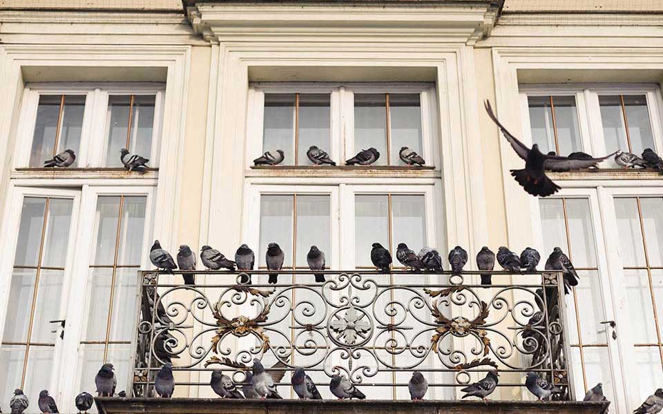 Piccioni indesiderati: rischi per la tua casa e come evitarli