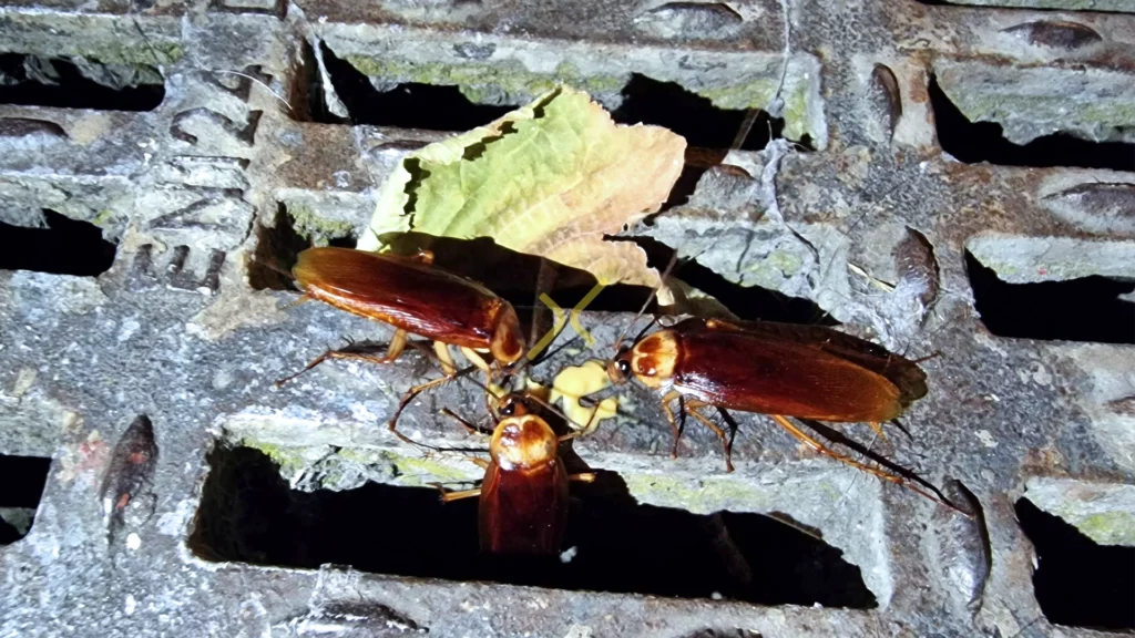 Invasione di blatte a Roma: allarme Periplaneta americana