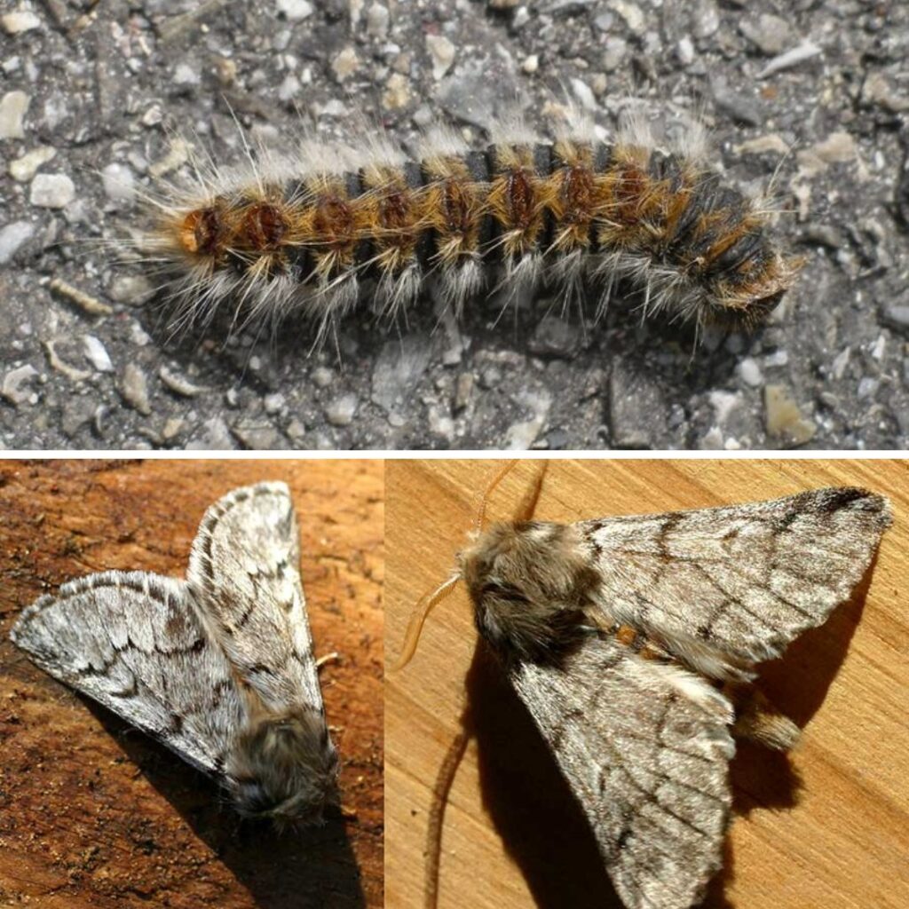 Processionaria del pino: cos’è, perché è pericolosa e cosa fare se la trovi