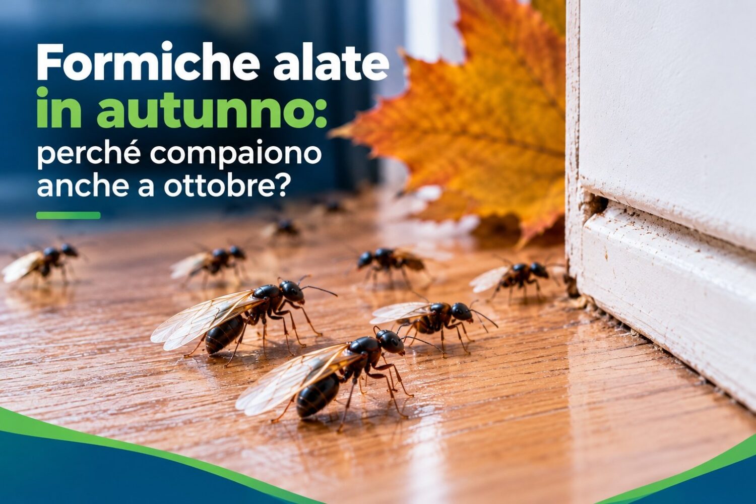 Formiche alate in autunno: perché compaiono anche a ottobre